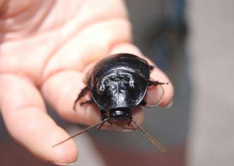 Barata entra pelo nariz de mulher durante a noite e se aloja próximo ao cérebro