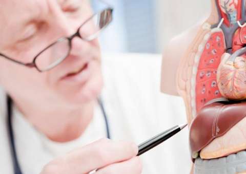 Planta é conhecida por tratar hepatites e dores no fígado 