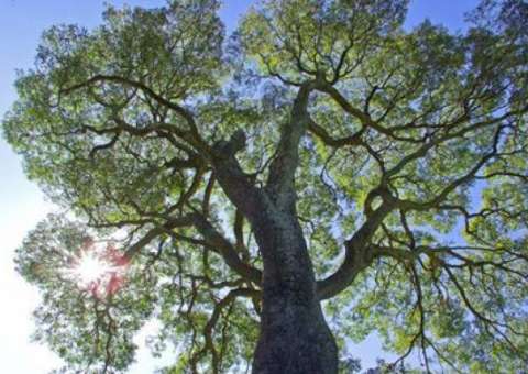 Árvore da Amazônia é útil na medicina. Conheça 