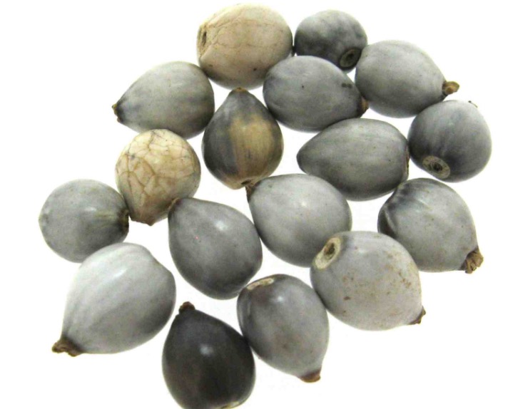 Árvore da Amazônia é útil na medicina. Conheça 