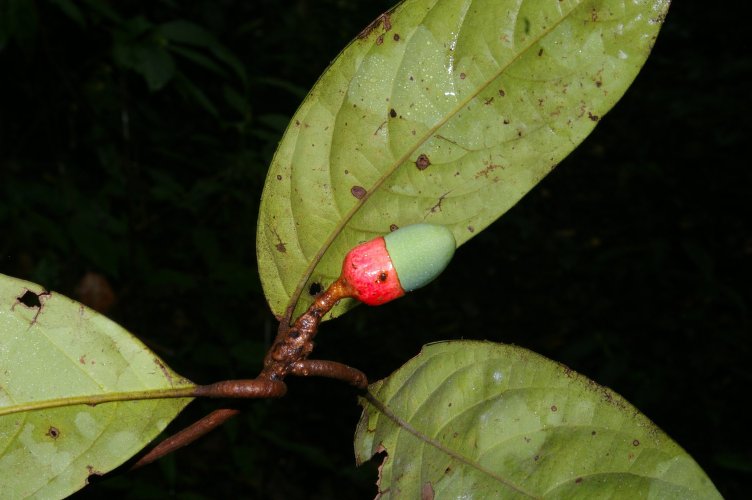 Saiba como preparar chá para tratar doenças do estômago 