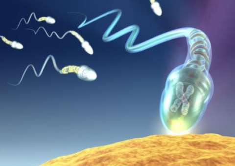 Espermatozoides podem virar arma de combate ao câncer em mulheres, afirmam cientistas