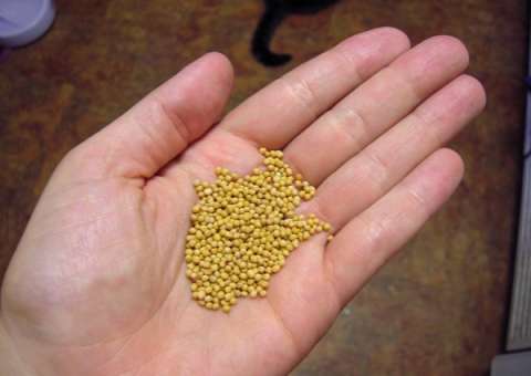 Semente que combate artrite, dores nas articulações e reduz sintomas da menopausa