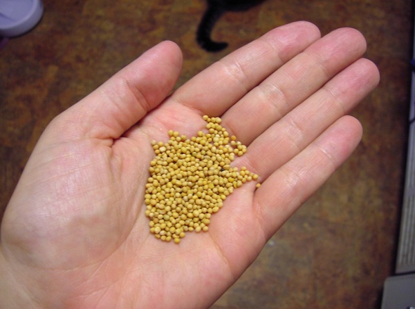 Semente que combate artrite, dores nas articulações e reduz sintomas da menopausa