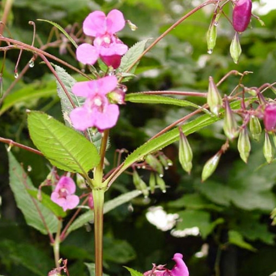 Planta pode ser usada para tratar infecções urinárias   
