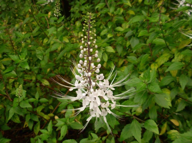 Boa para tratar problemas nas vias urinárias, planta também pode auxiliar em dietas 
