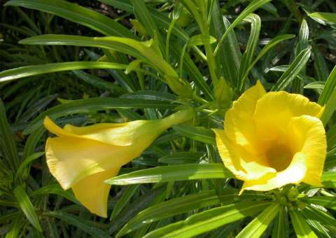 Planta ornamental é extremamente tóxica e não tem aplicação medicinal