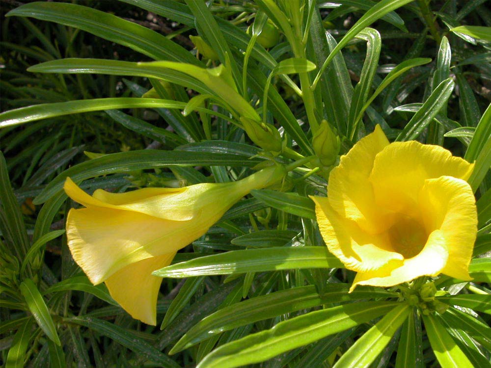 Planta ornamental é extremamente tóxica e não tem aplicação medicinal