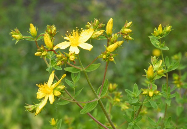 Erva pode tratar reumatismo e inflamação do nervo ciático 