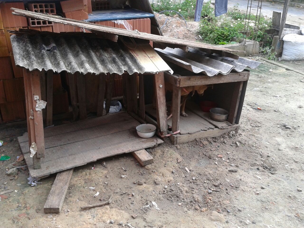 Quatro casos de maus-tratos a animais são confirmados pela polícia em Manaus