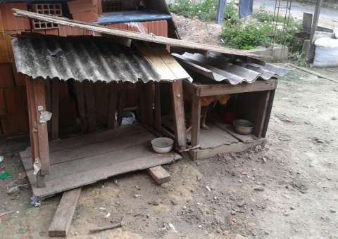 Quatro casos de maus-tratos a animais são confirmados pela polícia em Manaus