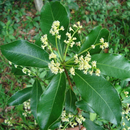 Espécie de Canela é indicada para dores crônicas de reumatismo 