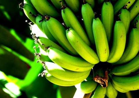 Conheça os benefícios da biomassa de banana verde
