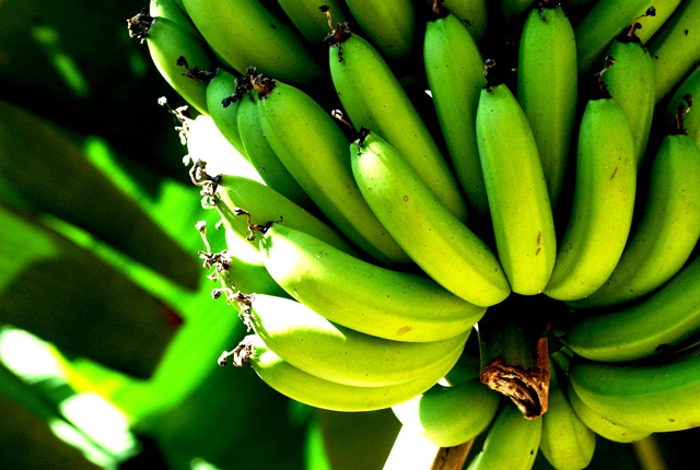 Conheça os benefícios da biomassa de banana verde