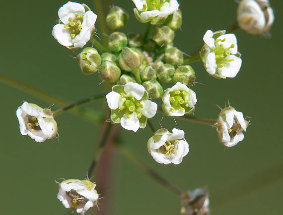 Hemorragias menstruais e inflamações podem ser tratadas com chá 