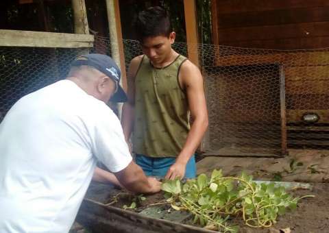  Cientistas pretendem elaborar catálogo com plantas medicinais usadas por índios do Amazonas 