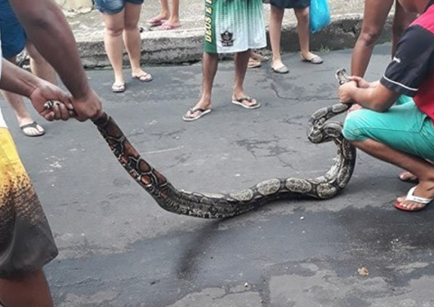 Crianças encontram cobra de 2 metros em cima de telhado na zona Oeste de Manaus