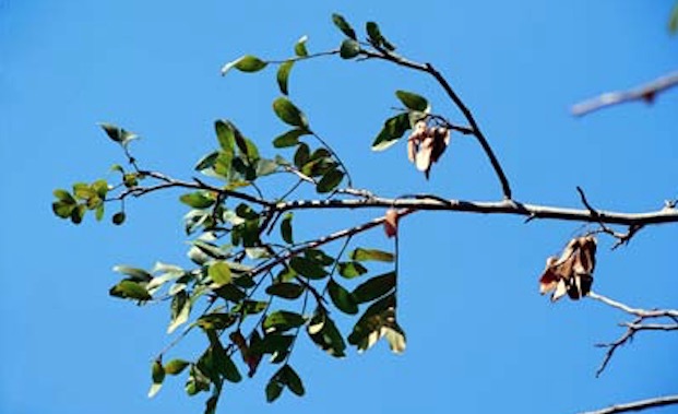 Planta apresenta propriedades para combater transtornos psicológicos 