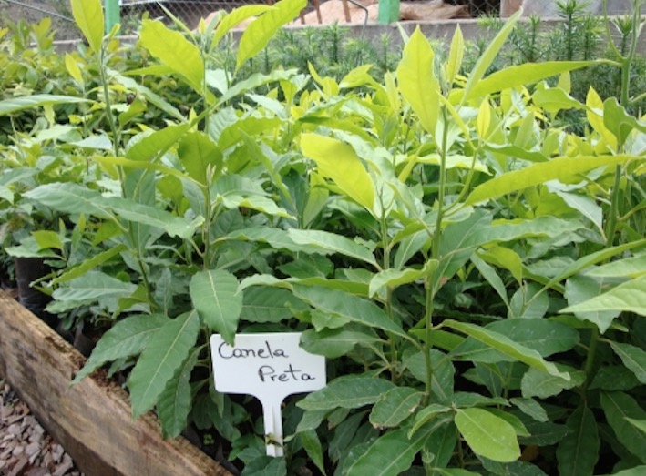 Tintura de planta medicinal pode ser útil contra cólicas e inflamações intestinais 