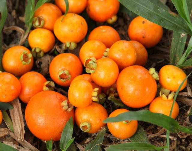 Fruta brasileira auxilia no tratamento de cistite e uretrite 