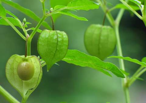 Planta amazônica pode ser útil contra Mal de Alzheimer 