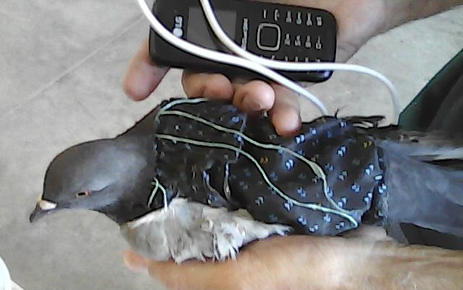 Pomba é encontrada em presídio com celular e carregador amarrados ao corpo