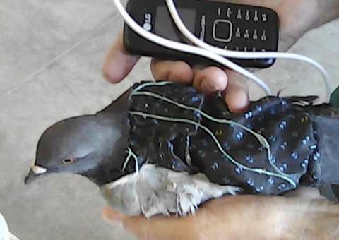 Pomba é encontrada em presídio com celular e carregador amarrados ao corpo