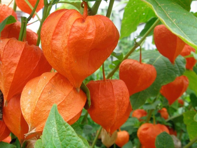 Planta depurativa e diurética é boa para afecções na bexiga 