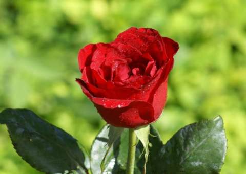 Chá de pétalas de Rosa Vermelha fortalece o sistema imunológico 