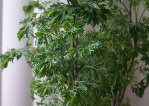 Planta ornamental é cheia de superstições. Conheça 