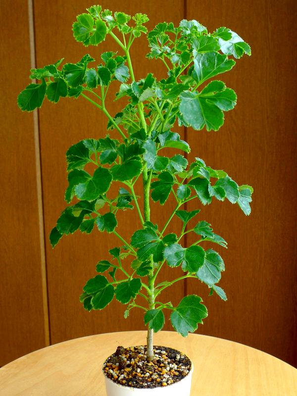 Planta ornamental é cheia de superstições. Conheça 