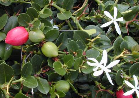 Fruta com uso ornamental é rica em Vitamina C, magnésio e fósforo 
