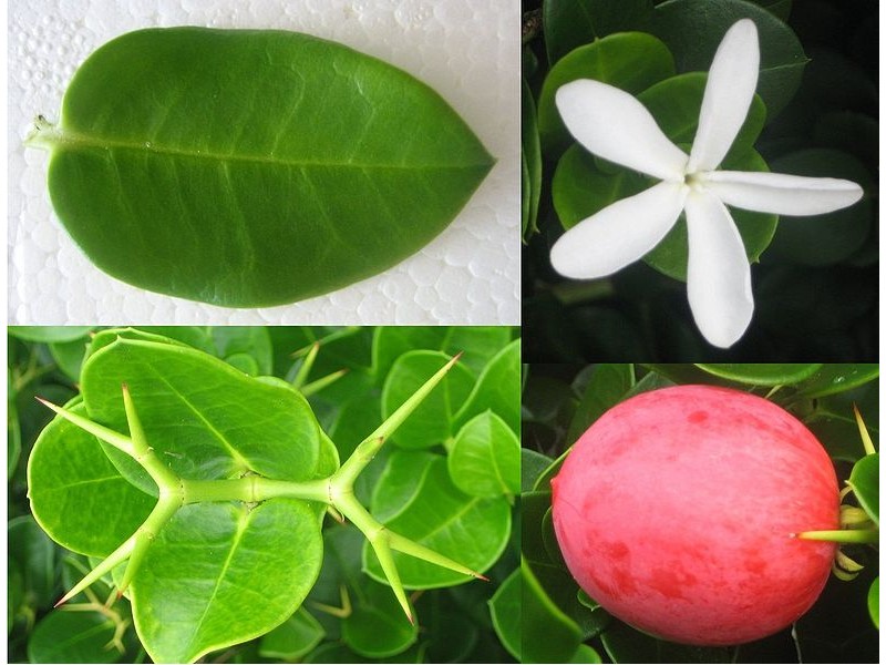 Fruta com uso ornamental é rica em Vitamina C, magnésio e fósforo 