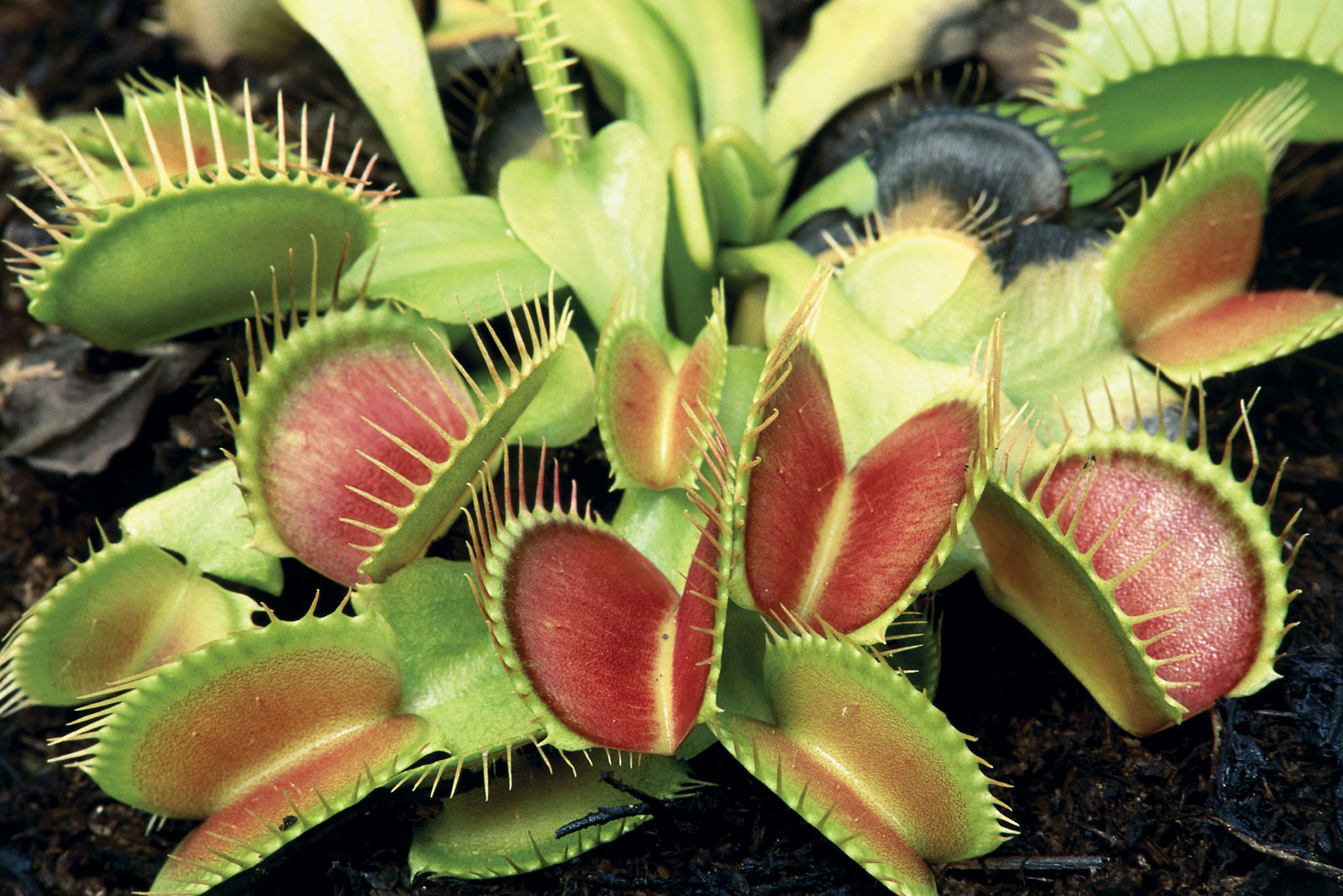 Planta carnívora se alimenta de insetos e caramujos 