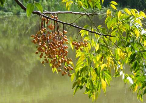 Planta ornamental tem efeitos tóxicos que podem causar óbito 