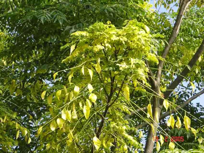 Planta ornamental tem efeitos tóxicos que podem causar óbito 