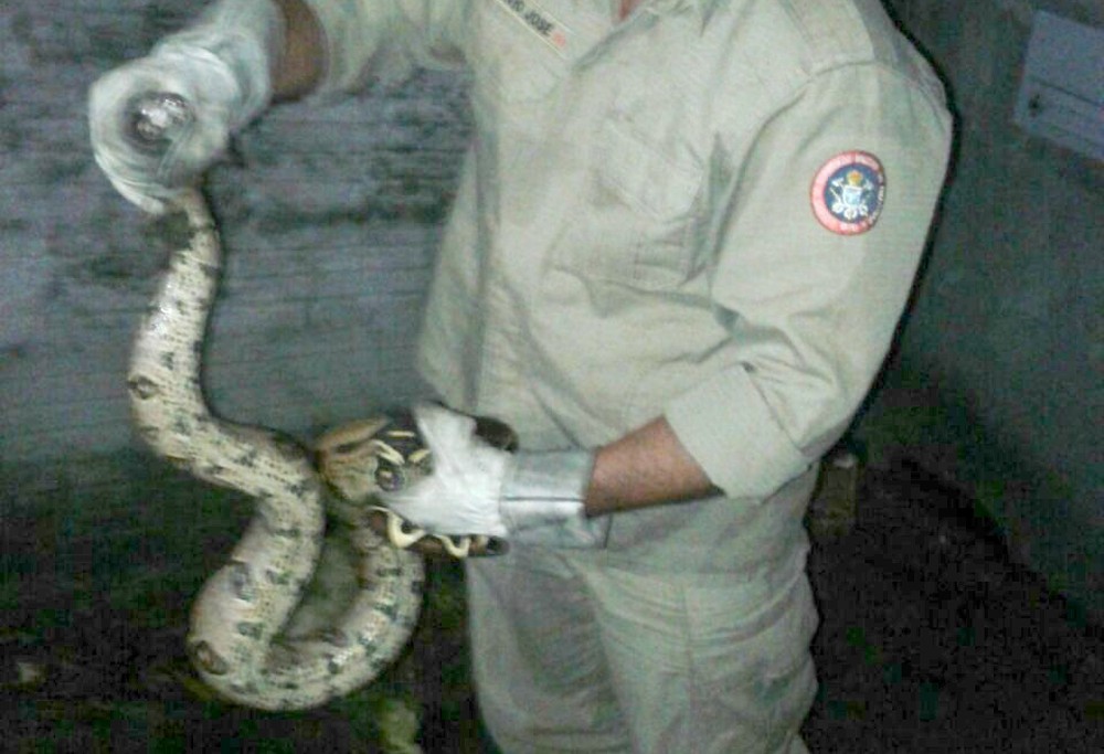  Cobra de 1,5 metros é resgatada em área urbana de Manaus 