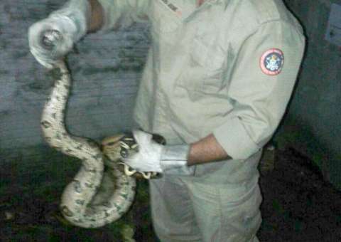  Cobra de 1,5 metros é resgatada em área urbana de Manaus 