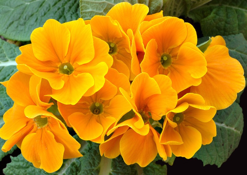 Óleo de planta é capaz de regular hormônios femininos na menopausa 