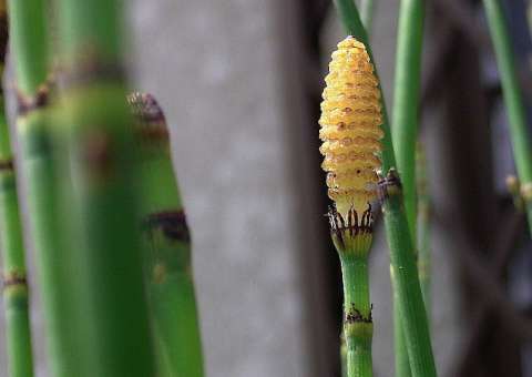 Úlceras, hemorragias e ácido úrico podem ser tratados com tintura de erva medicinal   