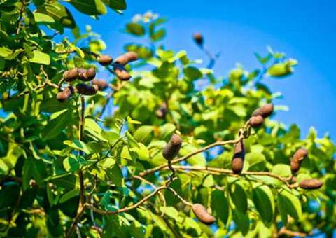 Árvore nativa da Amazônia ajuda a tratar cistite aguda e crônica 