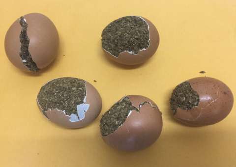 Homem tenta entrar com maconha dentro de ovos na UPP de Manaus