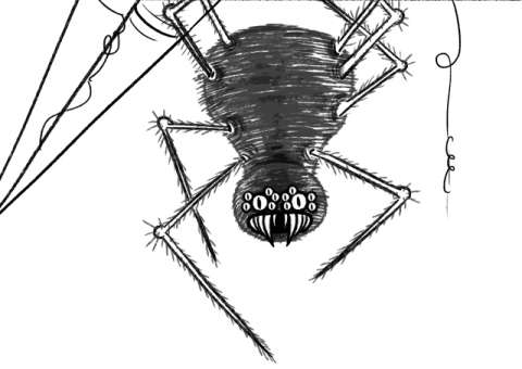 Veneno de aranha pode gerar remédio para disfunção erétil