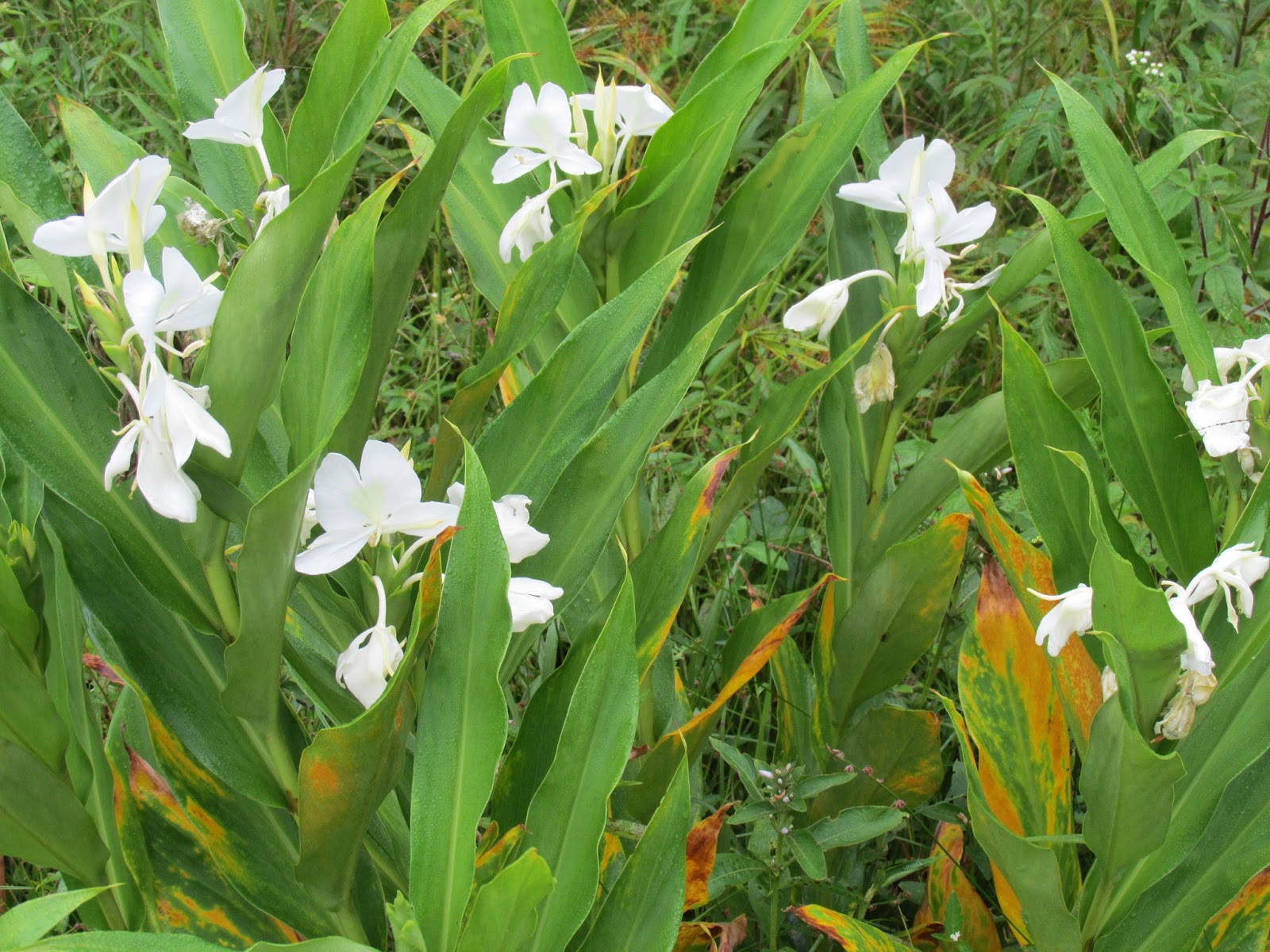 Erva é usada como especiaria e remédio para tratar doenças cardíacas 