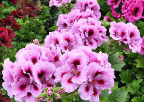 Calmante de tosses, erva é usada em remédios anti-inflamatórios 