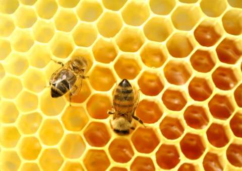 Substância produzida pelas abelhas é benéfica para a saúde humana 