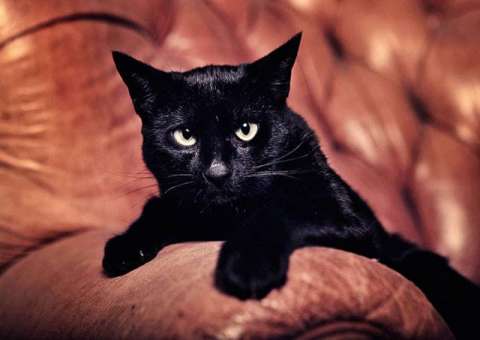 ONG inscreve gato preto em concursos para mostrar que é sortudo