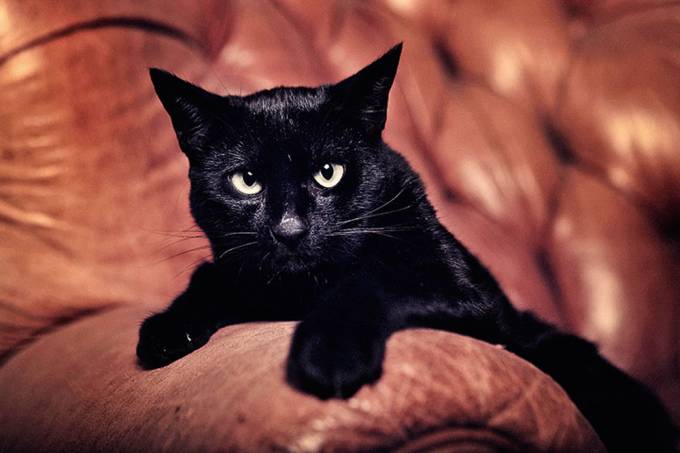 ONG inscreve gato preto em concursos para mostrar que é sortudo