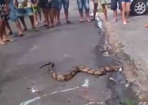 Cobra de três metros cai de carro e assusta moradores na Zona Leste de Manaus