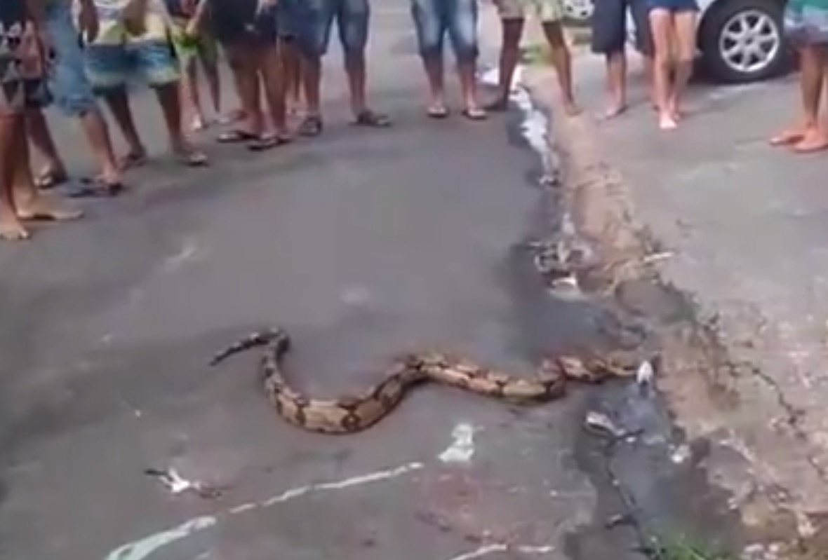 Cobra de três metros cai de carro e assusta moradores na Zona Leste de Manaus